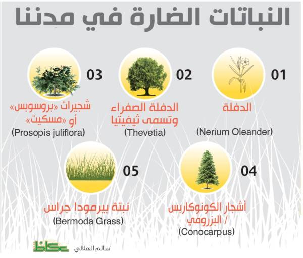 الأمانات تنشر الأمراض بالنبات السام أخبار السعودية صحيفة عكاظ