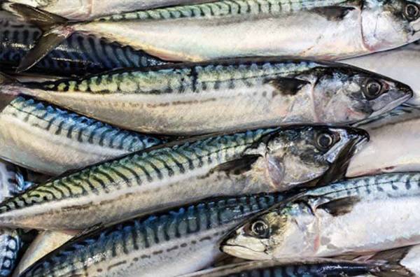أسماك الباغة mackerel