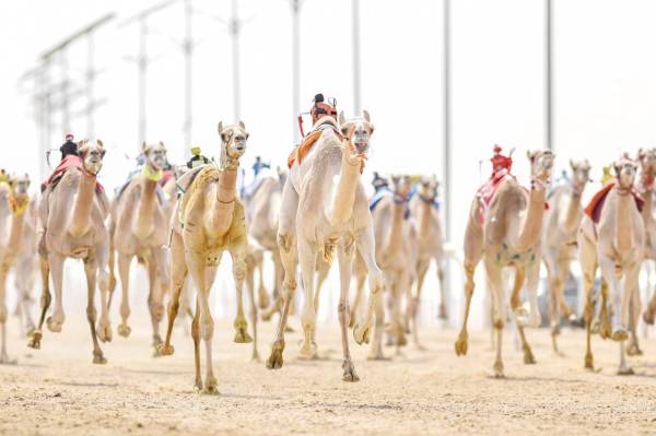 



لقطة من سباق الهجن في الطائف.