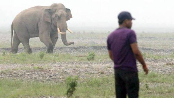 



الفيل يقتل ويهاجم سكان القرى.