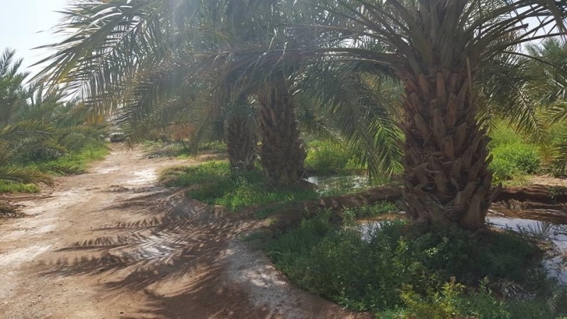 



4 ملايين نخلة في المدينة المنورة.