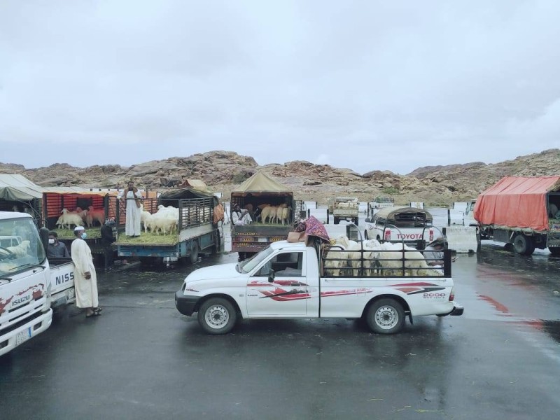 سوق الأغنام في أحد رفيدة يشهد حركة شرائية متوسطة في ظل ارتفاع الأسعار. (تصوير: خالد آل مريّح Abowajan@)