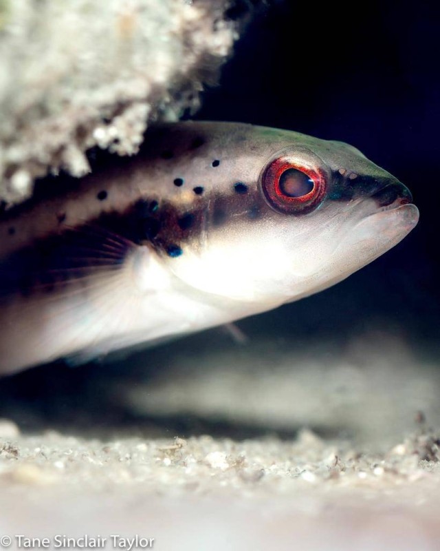 



أسماك الهامور المرجانية (Plectropomus spp)، هي أنواع قيّمة تتواجد في مصايد الأسماك في جميع أنحاء منطقة المحيطين الهندي والهادئ. يبلغ متوسط إجمالي الحصاد السنوي منها عند الحاجز المرجاني العظيم، 983 طناً مترياً ويتم تصدير الغالبية منها إلى الأسواق الخارجية. (عدسة: تاني سنكلير تايلور)