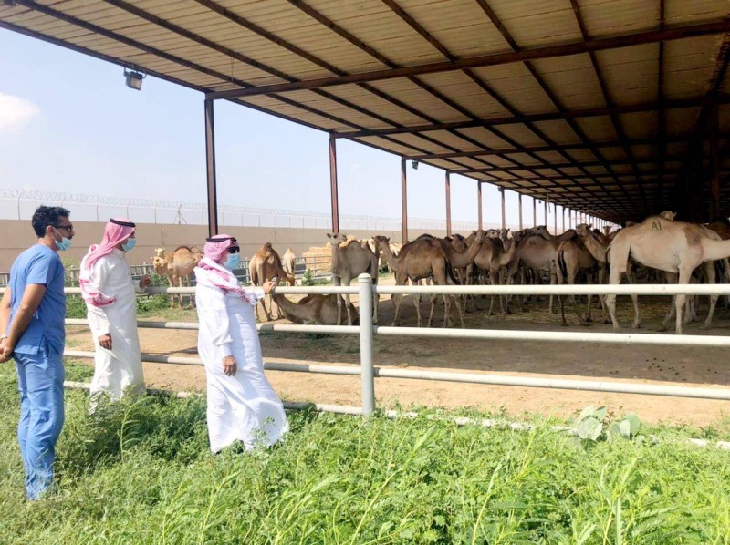 



الغامدي خلال جولته أمس على المحجر الحيواني للوزارة بالخمرة.