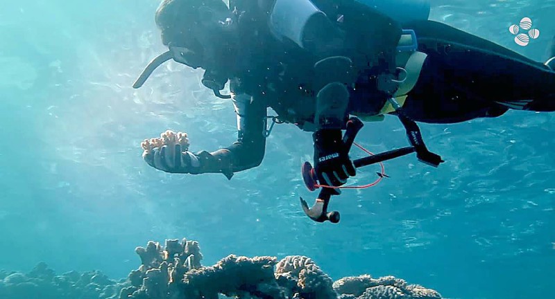 



أحد العلماء يأخذ عينة من الشعاب المرجانية لإجراء بعض الاختبارات عليها.  (كاوست)