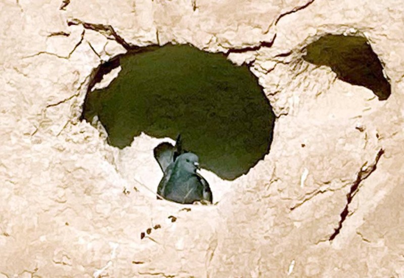 



حمامة راعبية تسكن صخرة في جبل القارة بالأحساء. (عكاظ)