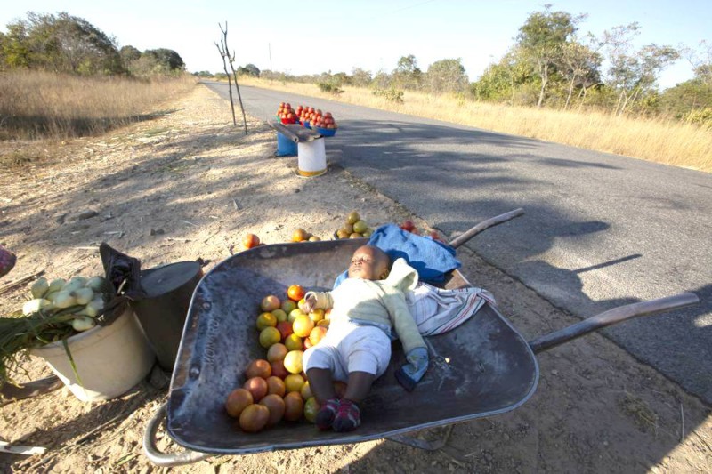 



ابن بائعة الخضار في ريف زيمبابوي يغفو على العربة التي تستخدمها والدته لنقل بضاعتها.