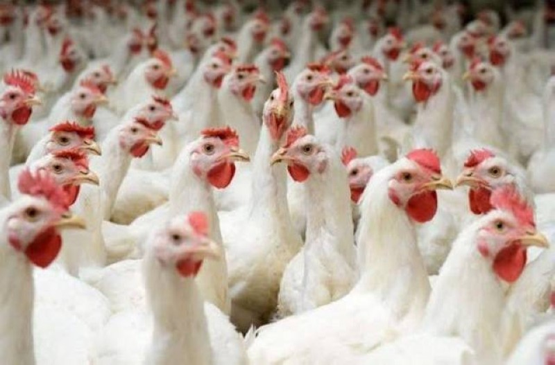 حجم استهلاك السعودية من الدجاج سنويا نحو 1.38 مليون طن