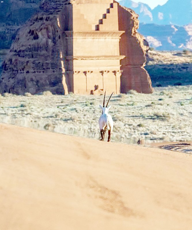 



حيوانات أطلقتها الهيئة الملكية لمحافظة العُلا بموقع الحجر. (واس)