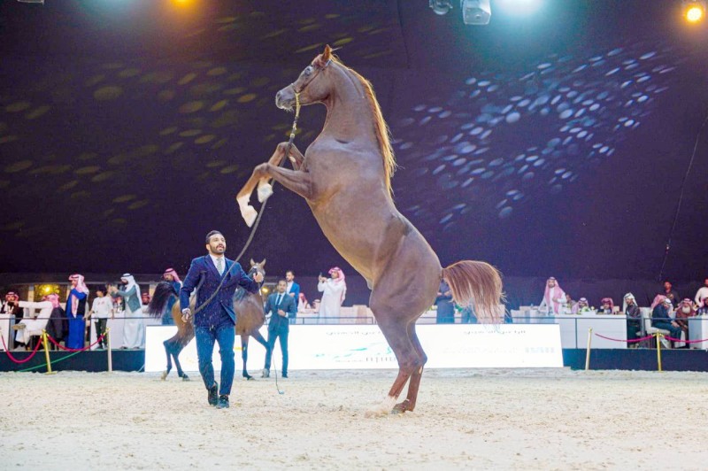 



ختام  ناجح لبطولة العرب لجمال الخيل العربية في الرياض.