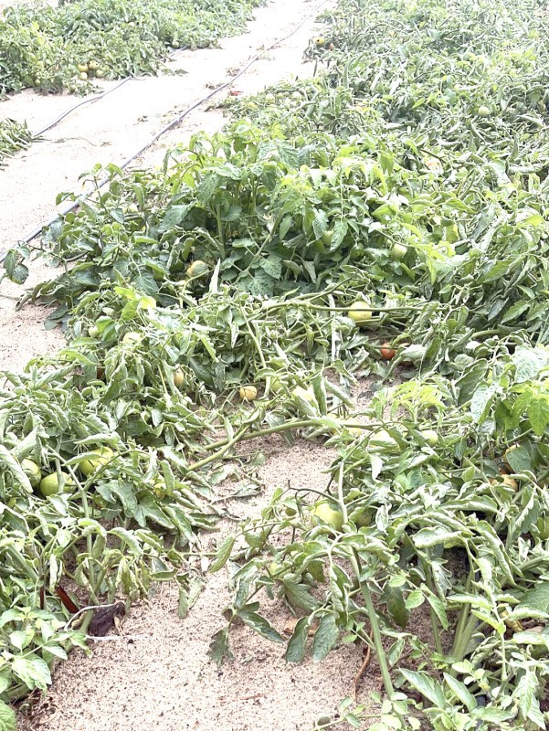 



الأمطار تسببت بتضرر المزارع ما يؤدي إلى ارتفاع أسعار المنتجات الزراعية.