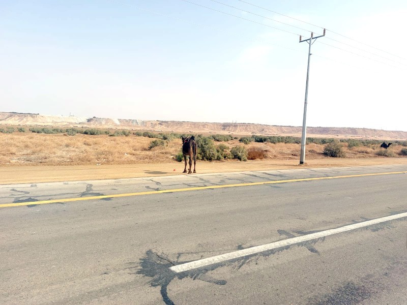 



الجمال السائبة تتسبب بحوادث مرورية مميتة.