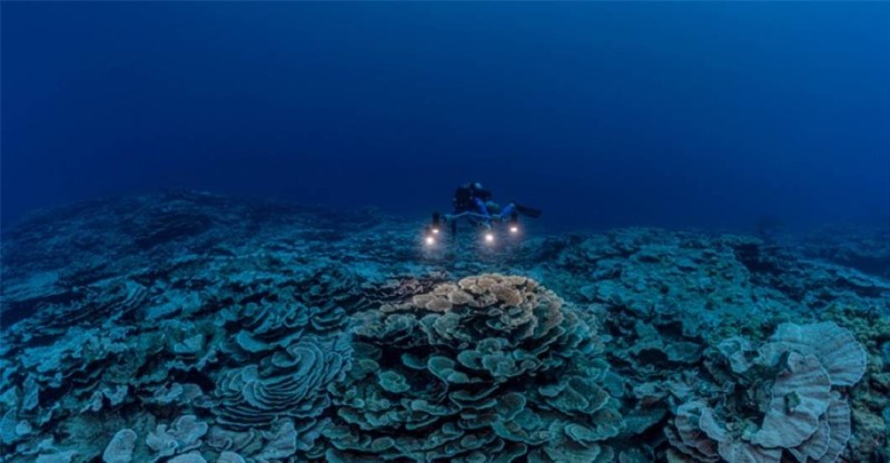 صورة للشعاب المرجانية.
