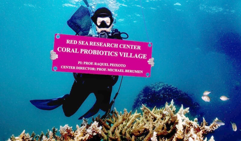 



أحد أعضاء الفريق العلمي في جامعة كاوست يرفع لافتة مركز أبحاث البحر الأحمر التابع للجامعة في قرية المعززات الحيوية (البروبيوتيك) المرجانية في البحر الأحمر.