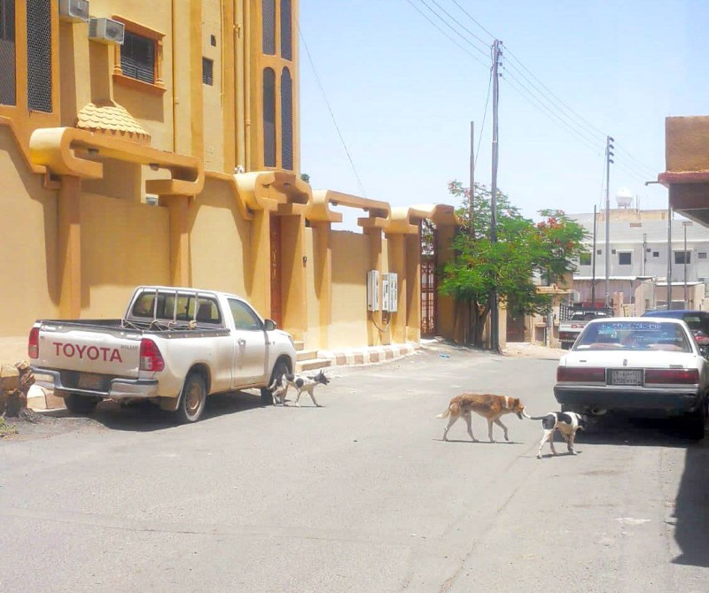 



كلاب ضالة في شوارع الحوية.