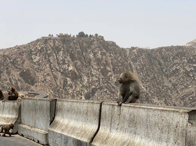 القرود في طريق الهدا.