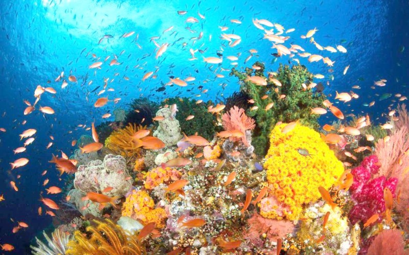 



الأسماك والشعب المرجانية ترسم لوحة بديعة في أعماق البحر الأحمر.