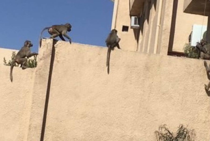 القرود تهاجم مدارس بنات في بلّسمر