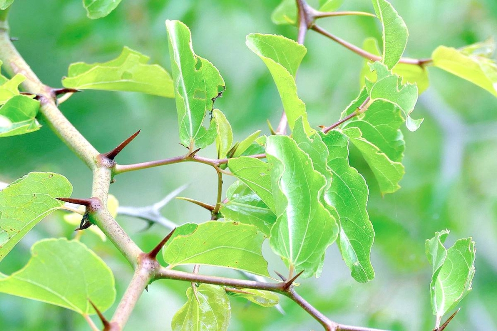 Image:فوائد السدر