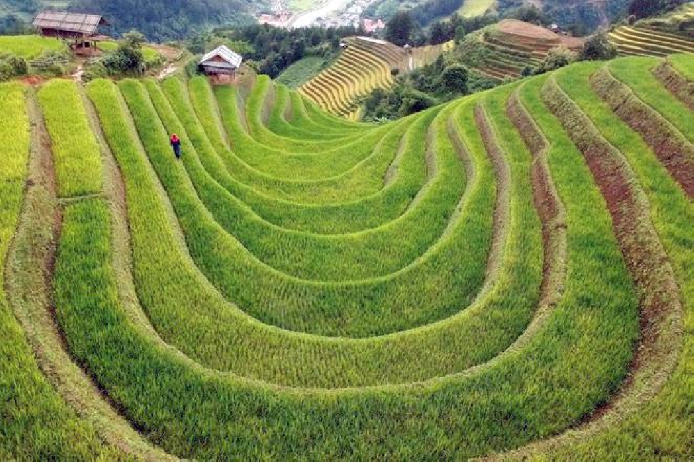 فيتنام تسعى لخفض صادرات الأرز السنوية 44 % بحلول 2030