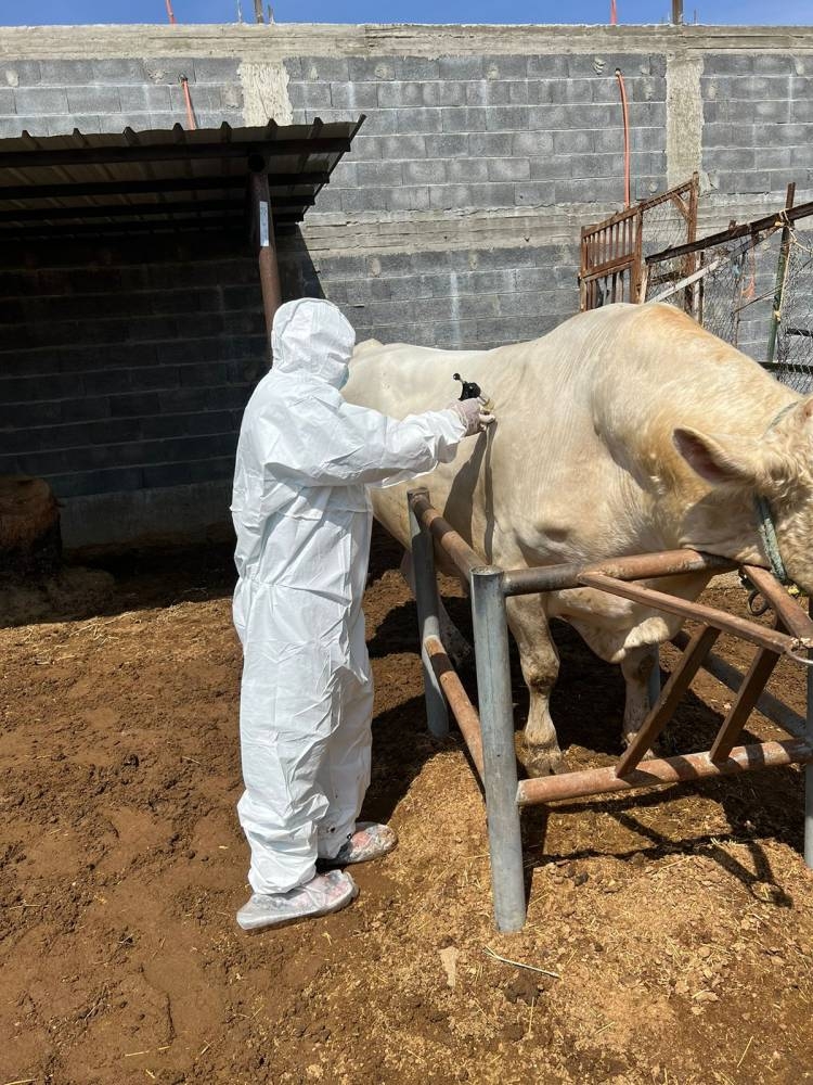 «وقاء نجران» يبدأ حملة التحصين لـ246 ألف رأس ماشية ضد مرض الحمى...
