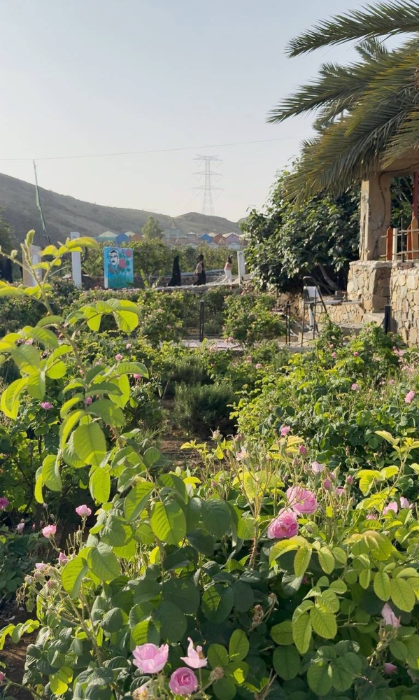 مزارعون لـ«عكاظ»:  الأمطار تتسبب في تراجع إنتاج الورد الطائفي