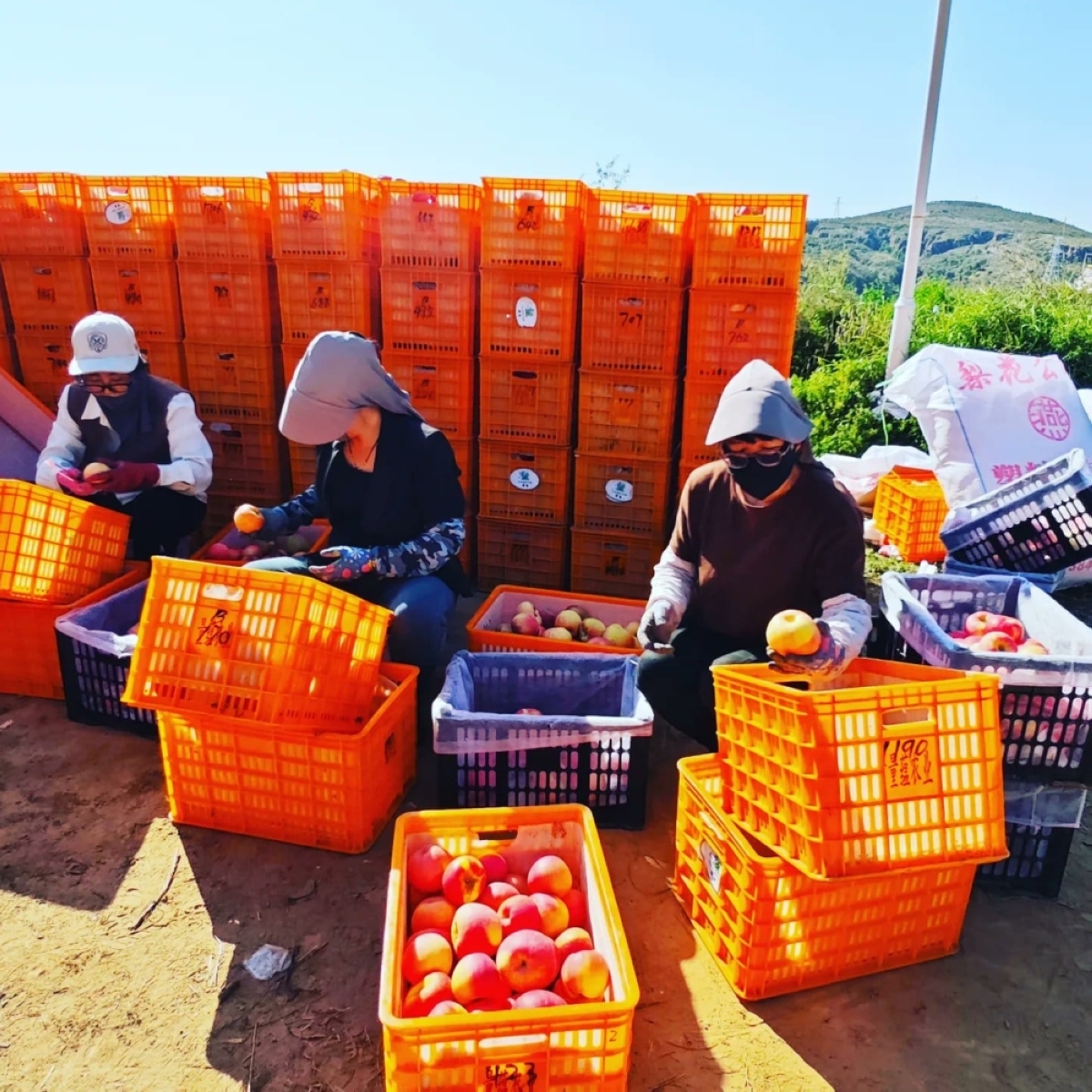 حصاد التفاح