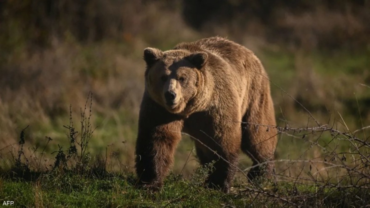 عندما يصبح الدب جاراً.. اليابان تبحث عن سلامٍ برذاذٍ ذكي! – أخبار السعودية